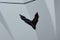2021 Chevrolet Corvette Stingray Stingray Convertible 3LT